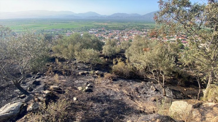 Aydın'da ağılda çıkıp zeytinlik alana sıçrayan yangın söndürüldü