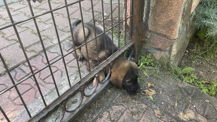 Bolu'da başı demir kapıya kafası sıkışan köpek yavrusunu itfaiye kurtardı