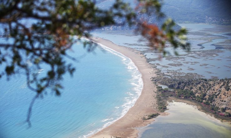 Küresel ısınma, carettaların beslenme ve yuvalama alanlarını da değiştirdi