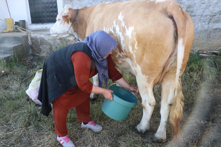 Sarıkaya Süt Üreticileri Birliği ilçede günlük 80 ton süt topluyor