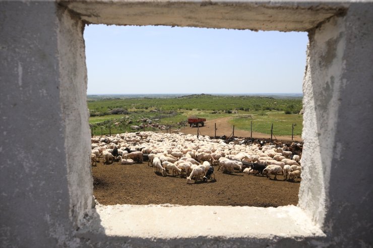 Kırkımcıların Kurban Bayramı öncesi mesaileri arttı