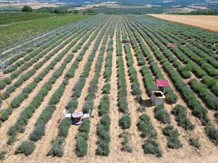 Tekirdağ'ın mor tarlaları yeni sezon için hazırlandı