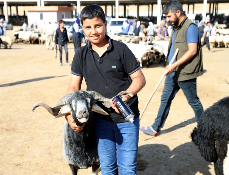 Hayvancılığın merkezlerinden Şanlıurfa'da kurban pazarlarında hareketlilik başladı