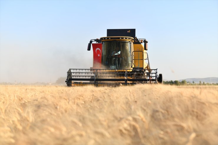 Şanlıurfa'da buğday hasadı başladı