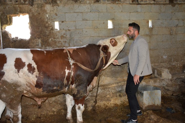 Hakkari'de 1 ton 200 kilogram ağırlığındaki tosun 200 bin liradan satışa sunuldu