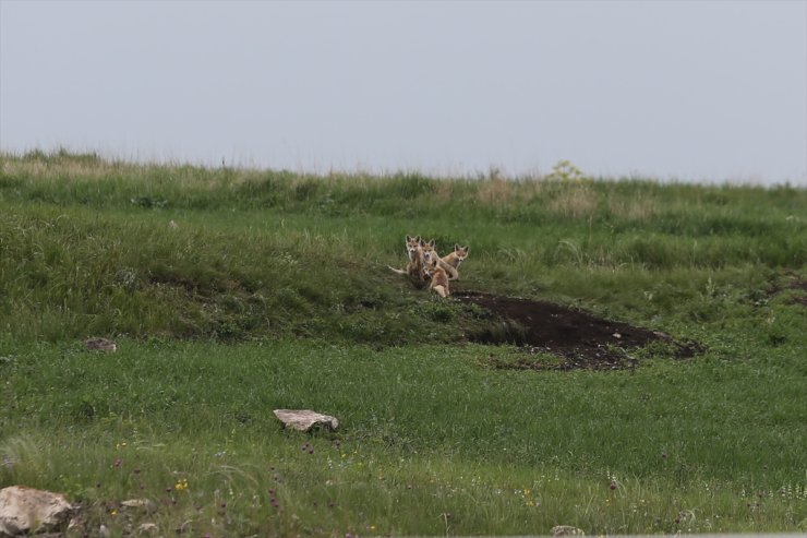 Kars'ta yuvalarından çıkan tilki ailesi yavrularıyla görüntülendi