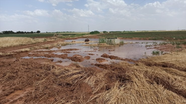 Şanlıurfa'da patlayan borudan sızan sular ekinlere zarar verdi