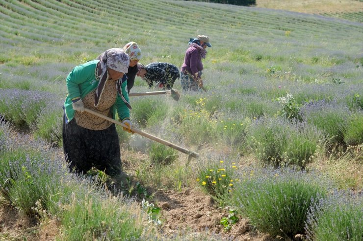 Istranca Dağları eteklerinde yetiştirilen lavantalar turizm sezonuna hazırlanıyor