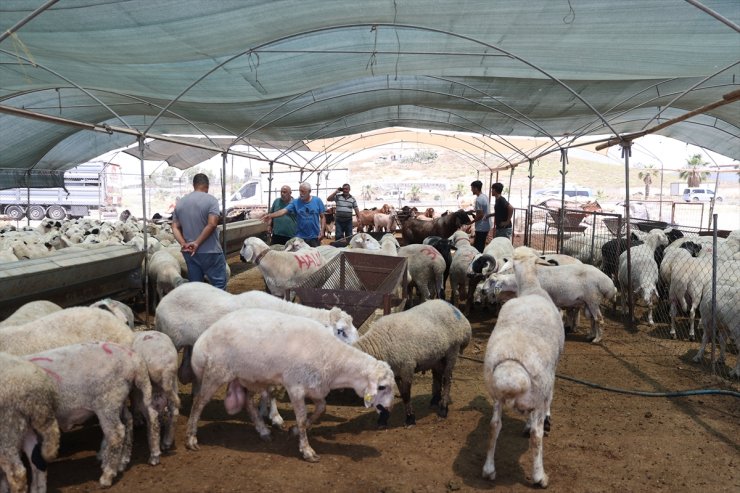 Mersin'deki hayvan pazarlarında bayram hareketliliği başladı