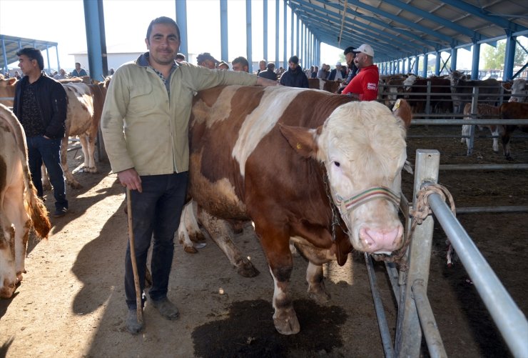 Kars'ta kurbanlık alışverişi hareketliliği