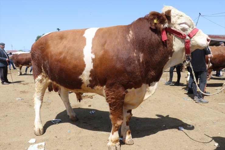 Ağrı, Ardahan ve Erzincan'da kurbanlık alışverişi hareketliliği