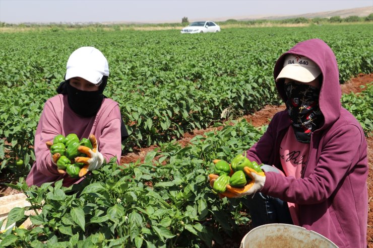 Kilis'te biber hasadı başladı