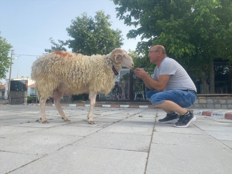 Kurban Bayramı'nın "en şanslı koçu" Ayvacık'ta