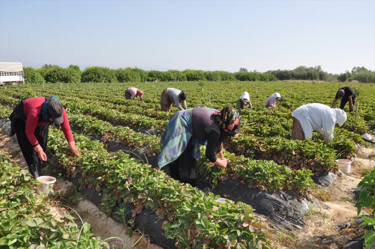 Mersin'de sıcak geçen haziran, tescilli Silifke çileğinde hasadı erken bitirecek