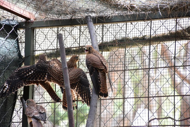 Antalya'da doğal yaşam parkına getirilen 7 kerkenez doğaya salındı