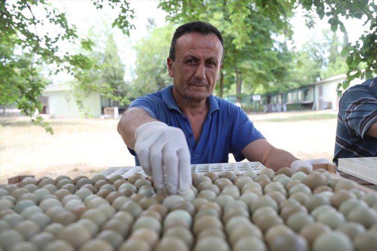 Samsun'da 55 yılda yetiştirilen 369 bin sülün farklı illerde doğaya salındı