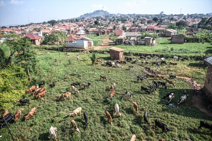 Sadece İnsan Derneği, Uganda'da Kurban Bayramı hazırlıklarını tamamladı