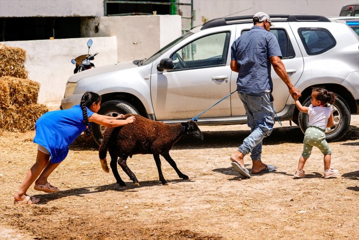 Tunus’ta kuraklıktan dolayı artan maliyet kurbanlık fiyatlarına yansıdı