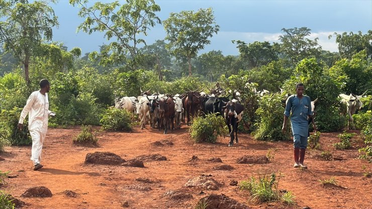 TDV, Orta Afrika Cumhuriyeti'nde kurban etlerini 20 bölgede dağıtıyor