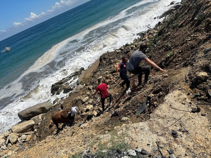 Zonguldak'ta kesime getirildiği sırada denize kaçan boğayı itfaiye ekipleri yakaladı
