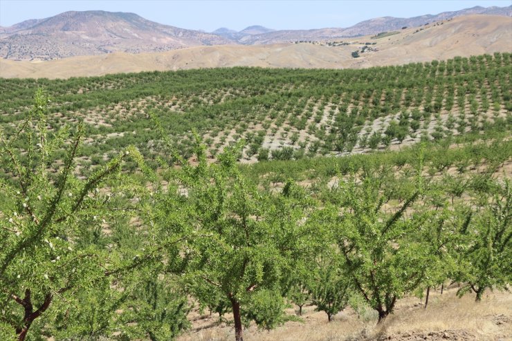 Elazığ'da 5 yılda 200 bini aşkın badem fidanı toprakla buluşturuldu