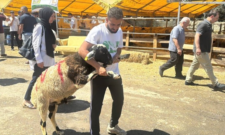 İstanbul'da bayramın 3. gününde kurbanlık alma telaşı sürdü