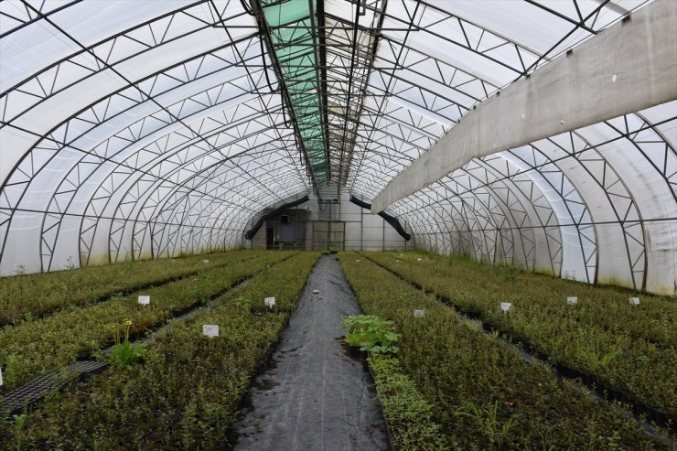 Trabzon'da 25 hektar alanda yetiştirilen fidan ve çiçekler toprakla buluşturulacak