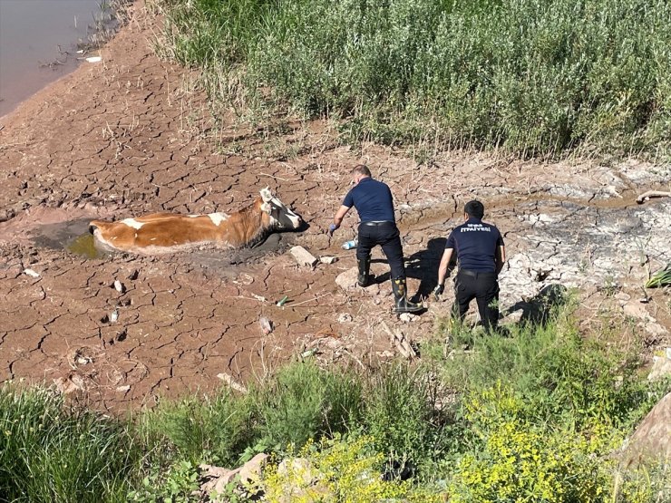 Sivas'ta çamurda mahsur kalan ineği itfaiye ekipleri kurtardı