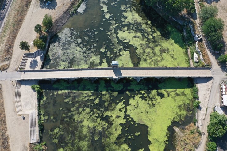 Tunca Nehri'nin yüzeyinin büyük bir kısmı yosun ve su mercimekleriyle kaplandı