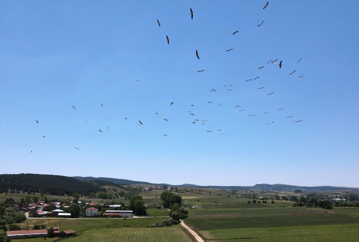 Kastamonu'da "leyleklerin dansı" dronla görüntülendi