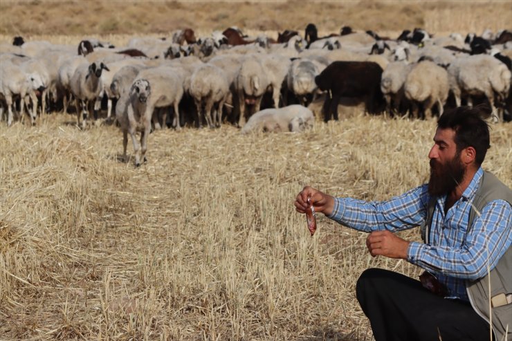 Şanlıurfalı çoban ile kek ve lahmacun yiyen koyunu "Gülçin"in gülümseten dostluğu