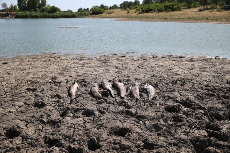 Edirne'de sulama göletindeki balıkların ölümüyle ilgili inceleme sürüyor