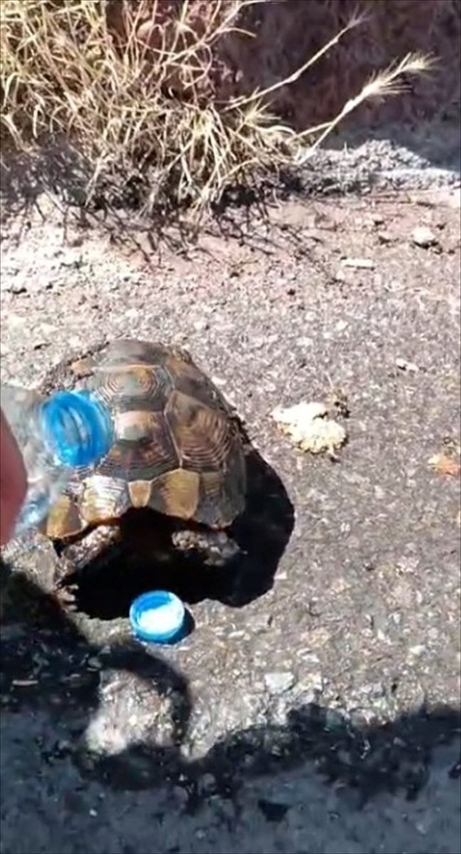 Kayseri'de yangında alevlerin ortasında kalan kaplumbağa kurtarıldı