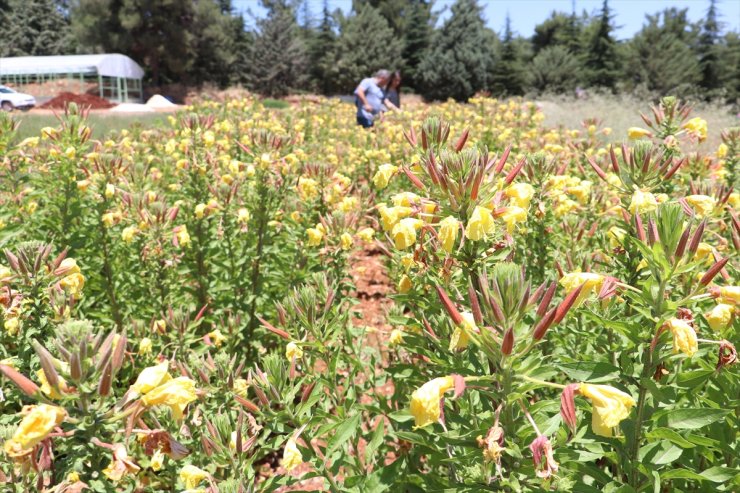 Kuzey Amerika bitkisi "Oenothera biennis" Güneydoğu'da sözleşmeli tarımla yetiştirilecek