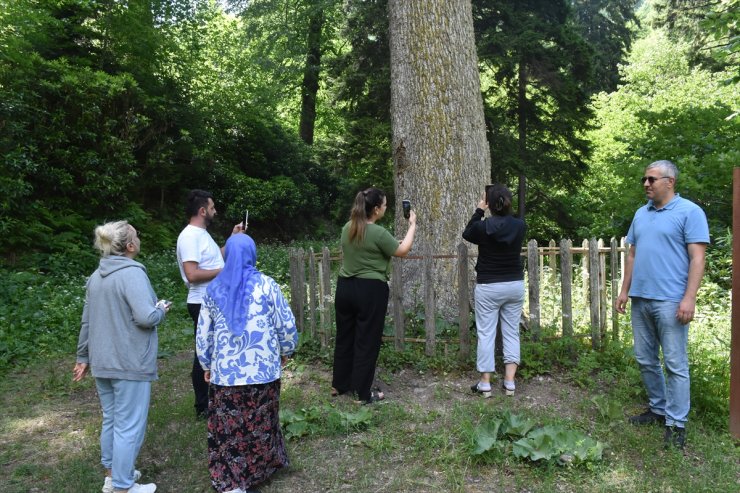 Örümcek Ormanları ziyaretçilerine doğayla iç içe vakit geçirme imkanı sunuyor