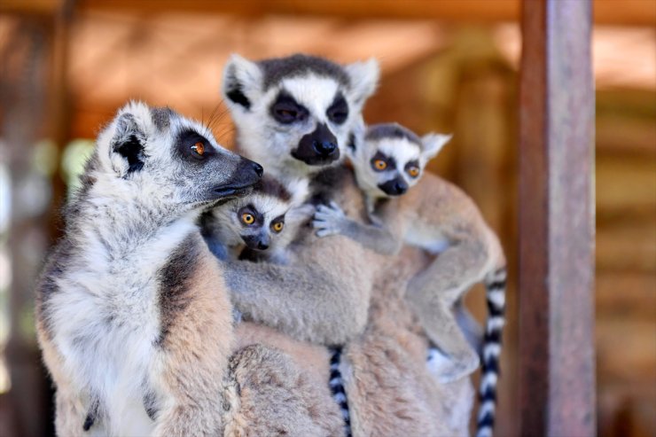 Tarsus Doğa Parkı'ndaki lemur ve sırtlan doğum yaptı