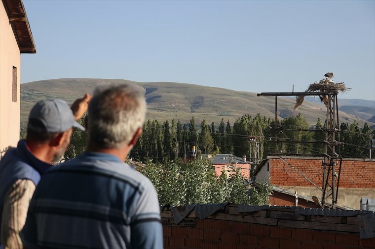 Bayburtlu köylülerin yarım asırlık leylek özlemini dindiren "Hasret" bu yıl da geldi