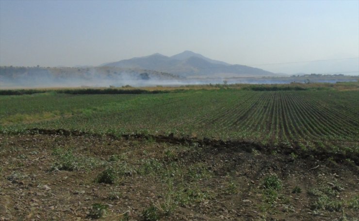 Gaziantep'te çıkan anız yangınında asmalar ve zeytin ağaçları zarar gördü