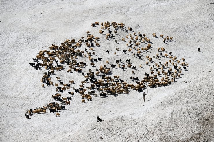 Hakkari'de çobanlar, karlı arazileri aşarak küçükbaş hayvanları sağıma götürüyor