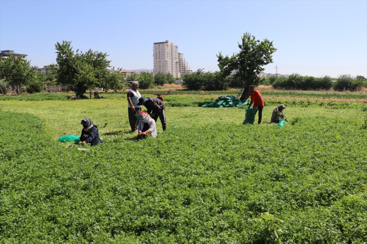 Kilis'te çiftçiler sıcak havaya rağmen üretime katkı sağlıyor