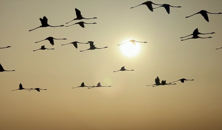 Tuz Gölü kuluçkalardan çıkan yavru flamingolarla şenlendi