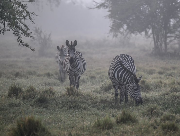 Uganda'nın vahşi yaşam parkları safari meraklılarını cezbediyor