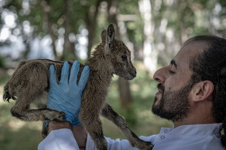 Erzurum'da "süt kardeşler" adı verilen yaban keçisi yavruları biberonla besleniyor