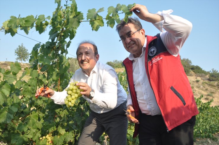 Mersin'deki "Tarım Kampüsü"nde yetiştirilen üzümler hasat edildi