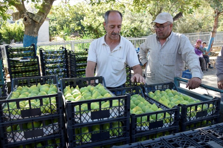 Manisa'da yediveren incirinin hasadı başladı