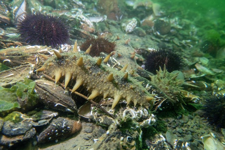 Denizlerin doğal temizleyicisi "Japon deniz hıyarı"nın İzmit Körfezi'ndeki popülasyonu artıyor