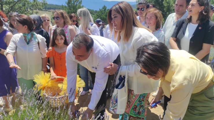 Ankara'da lavanta bahçesinde hasat şenliği düzenlendi