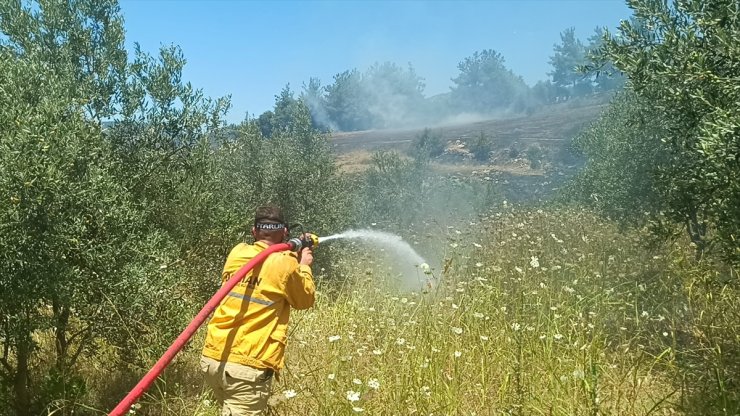 GÜNCELLEME - Adana'da çıkan anız yangını zeytinlik ve ormanlık alana sıçradı