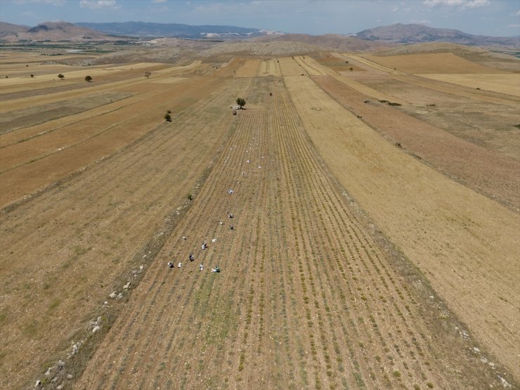 Burdur'da susuz tarımla üretilen ölmez çiçek üreticinin yüzünü güldürüyor