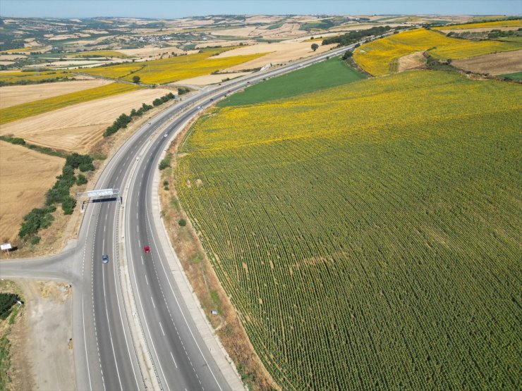 Tekirdağ'da ayçiçeği tarlaları sürücülere renkli manzara sunuyor